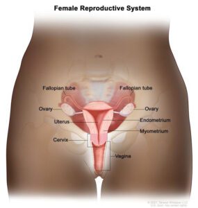 Endometrial Cancer