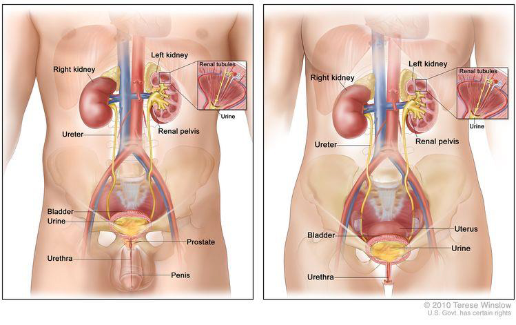 Kidney / Renal Cancer